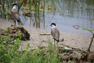 lapwing wading in the river