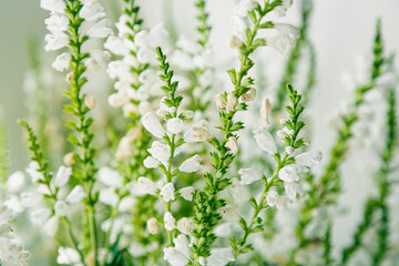 Natural background, small white flowers on a white background.