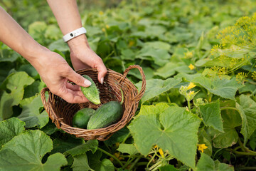 Harvesting cucumbers in the garden. The girl collects cucumbers in a wooden basket.