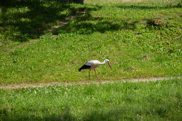 Obraz na płótnie Canvas Stork walks on the green grass. High quality photo
