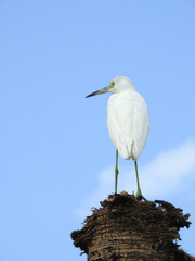 Little Egret Perched