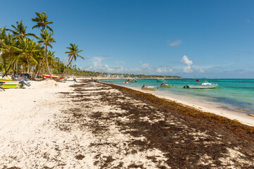 Dominican Republic Bavaro Punta cana provinces La Altagracia. Beach full of sargassum algae. Sargassum seaweeds Caribbean ecological problem. - obrazy, fototapety, plakaty