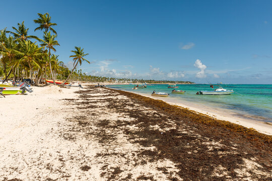 Dominican Republic Bavaro Punta cana provinces La Altagracia. Beach full of sargassum algae. Sargassum seaweeds Caribbean ecological problem.