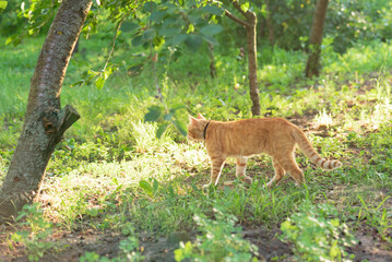 Fototapeta premium Cat in the Green Grass in Summer. Beautiful Red Cat with Yellow Eyes in Summer Sun Rays Outdoor