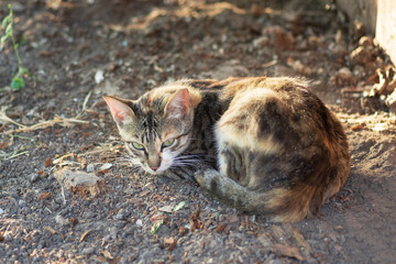 Catn Summer. Beautiful Cat with Green Eyes in Summer Sun Rays Outdoor