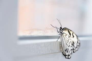 Butterfly sits on the window glass. The concept of restriction of freedom