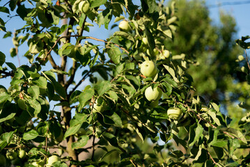 Green Apple on the Tree with Green Leaves in the garden