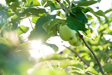 Green Apple on the Tree with Green Leaves in the garden