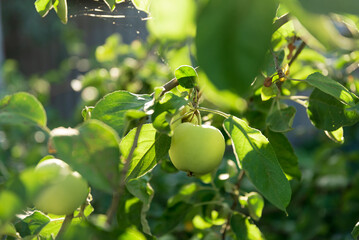 Green Apple on the Tree with Green Leaves in the garden