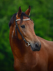 closeup portrait of beautiful young sport horse