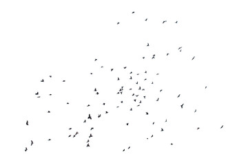 Flocks of flying pigeons isolated on white background. Save with clipping path.