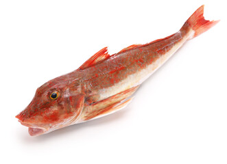 Spiny red gurnard (In Japan, it is called Houbou.)