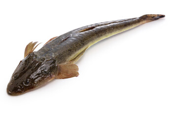 Bartail flathead (In Japan, it is called Magochi.)