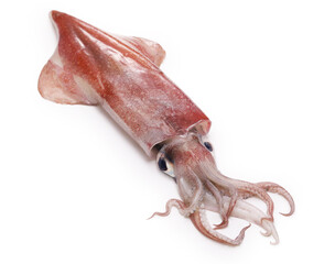 Swordtip squid (In Japan, it is called Kensakiika.)