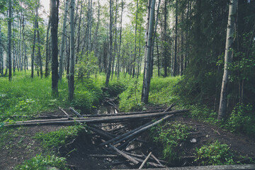 Forest of birch trees in the Hay Meadow trail in Kananaskis Country Alberta Canada
