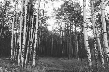 Birch tree forest in Kananaskis Country Alberta, in Black and White