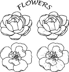 Sketch Floral Botany. Black and white flowers on white background. Ink, pencil apple flowers isolated. Line art transparent background. Hand-drawn nature painting. Freehand sketching illustration. 