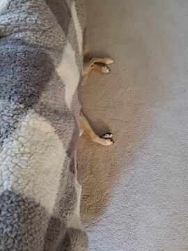 dog half under bed