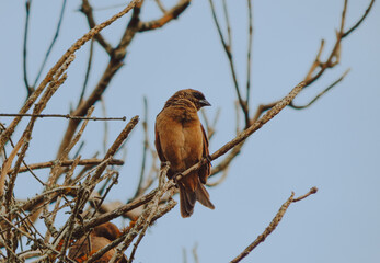 Passarinho sobre galho seco