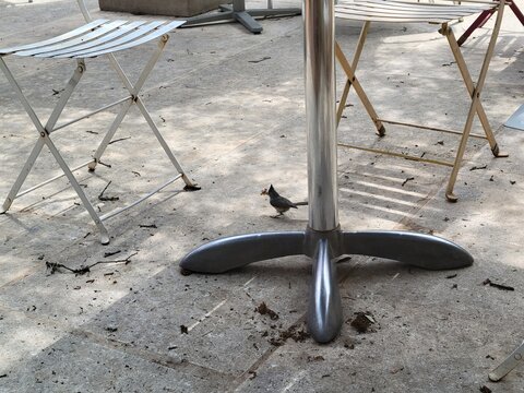 bird looking for food