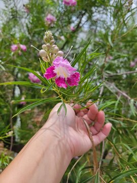 hand holding pink flower