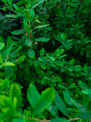green leaves background