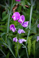 Tuberous pea flowers, purple-pink. in the North American forest The background is blurred with green trees.