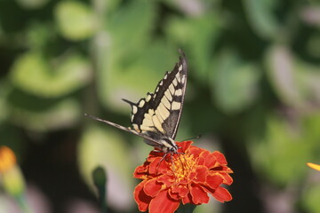 Swallowtail Butterfly on a Marigold Flower