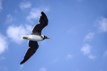 Large white seagull flies in blue sky with clouds, freedom in wild. Copy space. Selective focus..