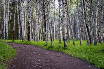 Fototapeta na wymiar Wooded trail of birch trees to Troll Falls in Kananaskis Country Alberta Canada