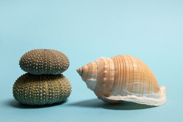 Sea urchins and seashell on blue background. Summer minimal concept.