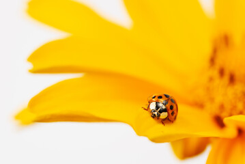 ladybug on yellow gerbera petal and light background