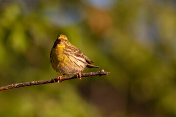 Cute little bird. Green nature background. Bird: European Serin. (Serinus serinus).