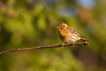 Cute little bird. Green nature background. Bird: European Serin. (Serinus serinus).