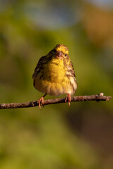 Cute little bird. Green nature background. Bird: European Serin. (Serinus serinus).