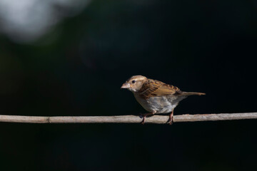 Cute little bird Sparrow. Nature background.