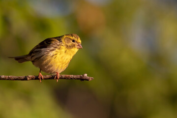 Cute little bird. Green nature background. Bird: European Serin. (Serinus serinus).