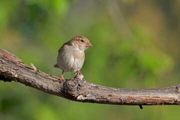Cute little bird Sparrow. Nature background.