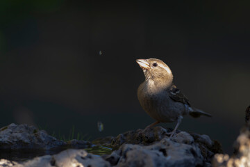 Cute little bird Sparrow. Nature background.