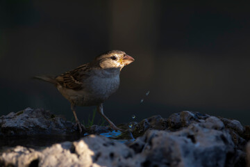 Cute little bird Sparrow. Nature background.