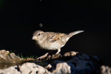 Cute little bird Sparrow. Nature background.