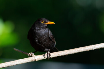 Black bird. Green nature background. Common Blackbird.  (Turdus merula)