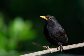 Black bird. Green nature background. Common Blackbird.  (Turdus merula)