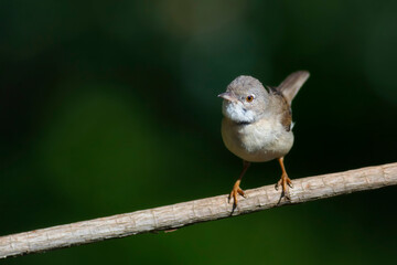 Cute bird. Lesser Whitethroat. (Sylvia curruca). Geen nature background.