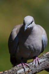 Dove. Green nature background. Eurasian Collared Dove. (Streptopelia decaocto)