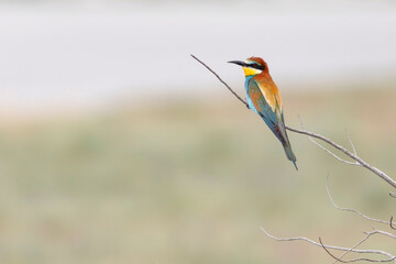 European Bee-eater. (Merops apiaster). Green nature background. 