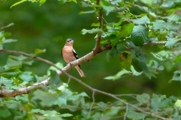 Cute bird. Common Chaffinch. (Fringilla coelebs). Green nature background. 