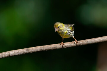 Cute little bird. Green nature background. Bird: European Serin. (Serinus serinus).