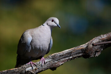 Dove. Green nature background. Eurasian Collared Dove. (Streptopelia decaocto)