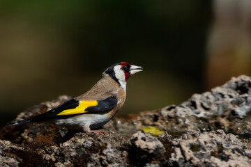 Cute colorful bird Goldfinch. Bird: European Goldfinch. (Carduelis carduelis). Nature background. 
